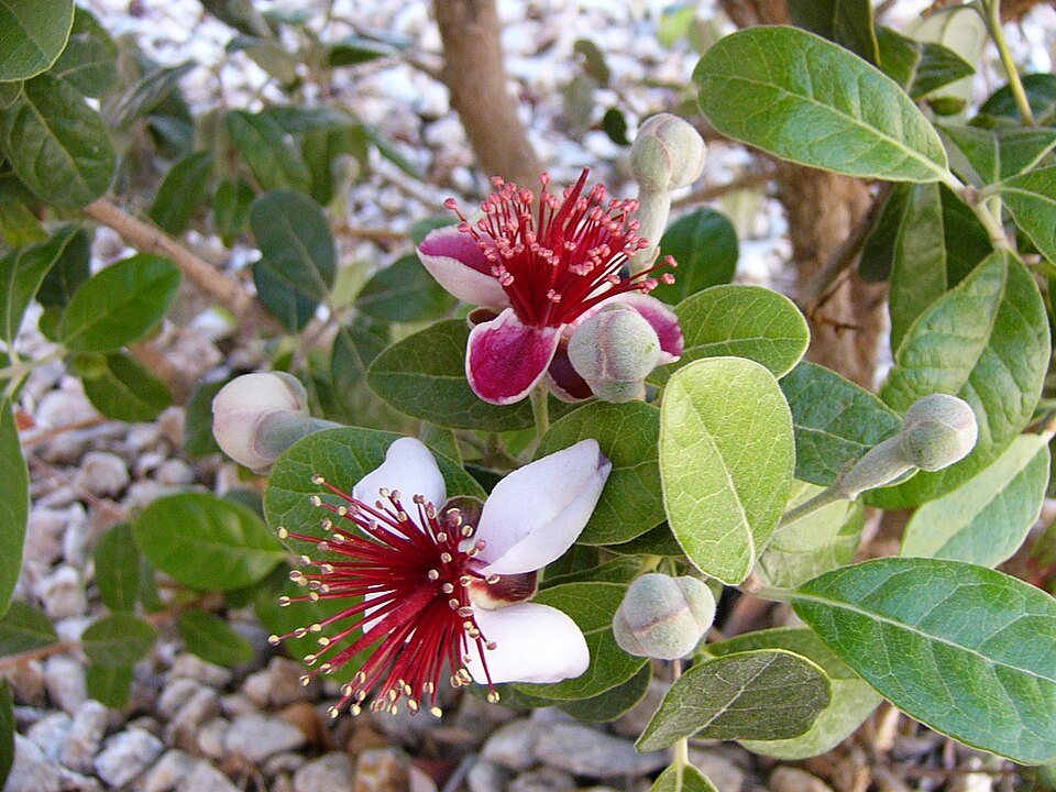 Acca_sellowiana_(1)