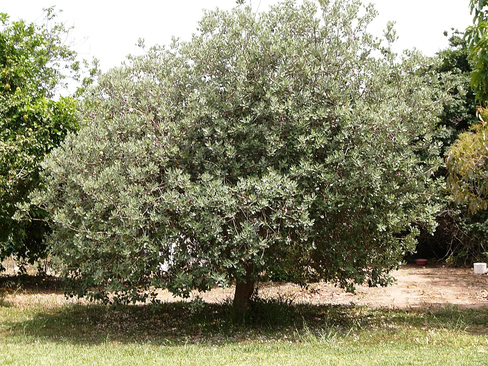 Acca_sellowiana_tree