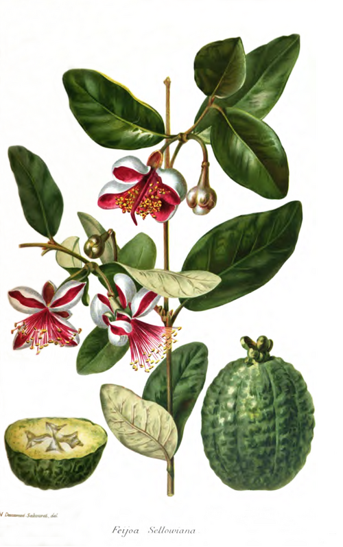 André_feijoa_Revue_Horticole_1898