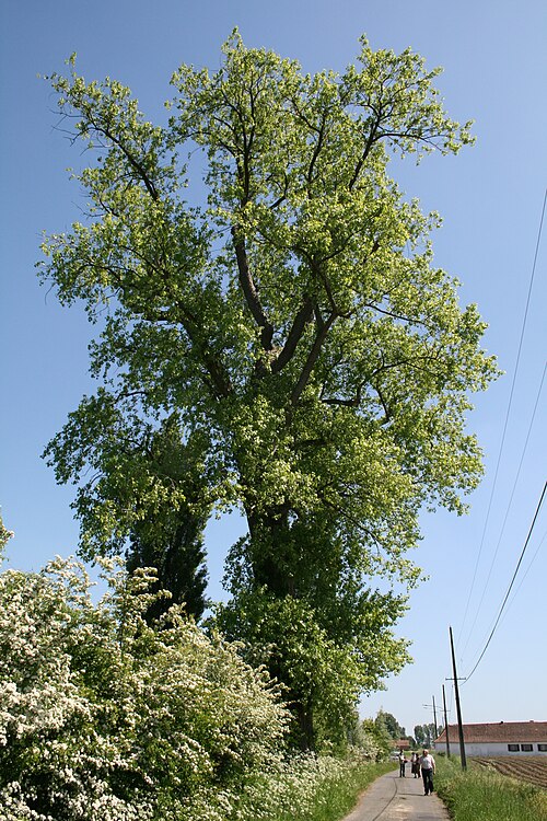 Jean-Pol GRANDMONT